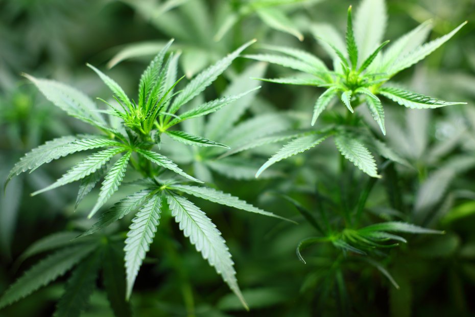 Legaly marijuana for medical use 