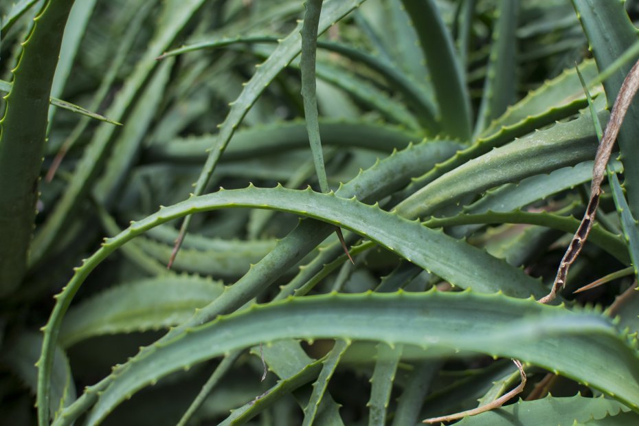 Aloe Vera