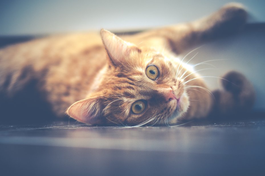 Characteristics of cat behavior