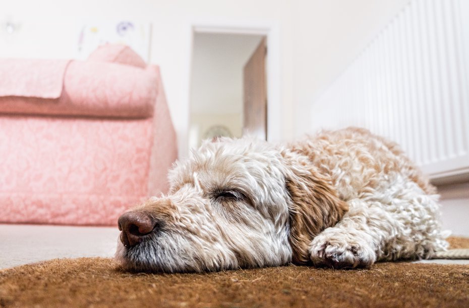 Comfortable dog bedding