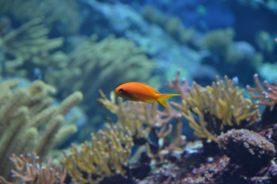 Fish list for aquarium