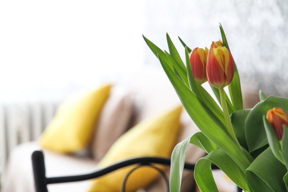 flowers in the apartment